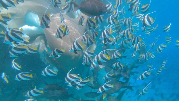 COMPROMISSO: Vista de tirar o fôlego de um cardume de peixes tropicais e arraias que se alimentam — Fotografia de Stock
