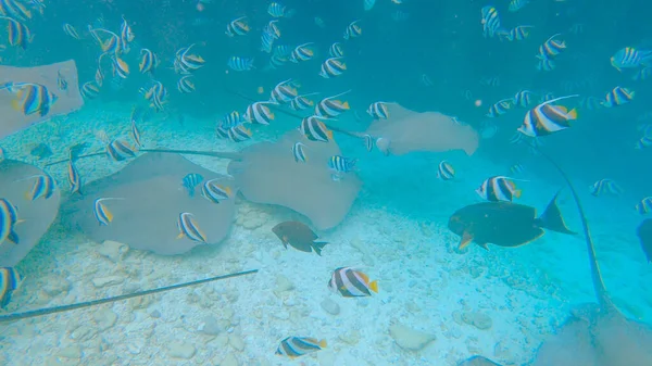 COMPROMISSO: Vista de tirar o fôlego de uma escola de peixes tropicais e arraias que se alimentam — Fotografia de Stock