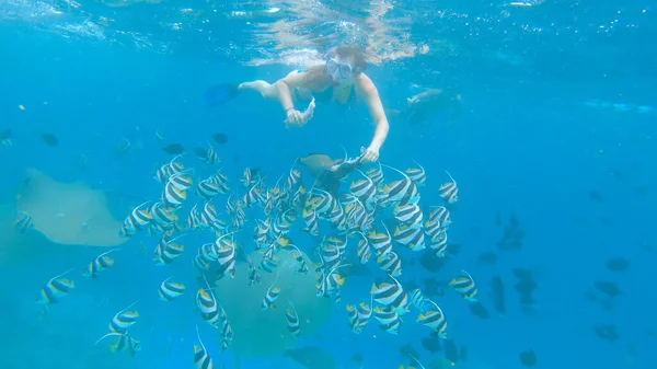 Bei pesci esotici e razze sono nutriti da due intrepidi subacquei. — Foto Stock