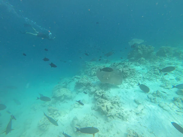 UNDERWATER: Young snorkeler dives with a school of tropical fish and stingrays — 图库照片