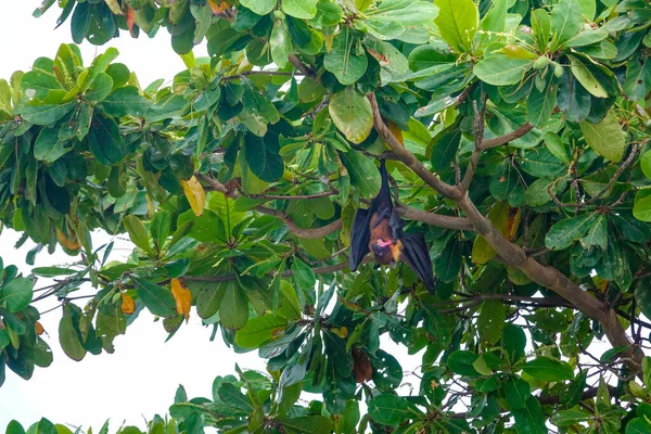 CLOSE UP: A scary black male megabat hangs from a branch while grooming itself — Stock Photo, Image