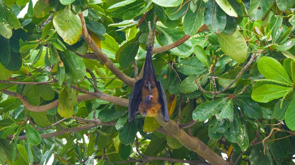 STÄNGA UPP: En stor manlig fruktfladdermus trimmar sig själv i taket på ett tropiskt träd. — Stockfoto
