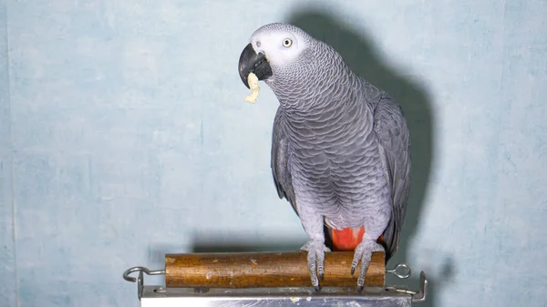 CLOSE UP: African gray parrot chews chewing gum while standing on wooden stand