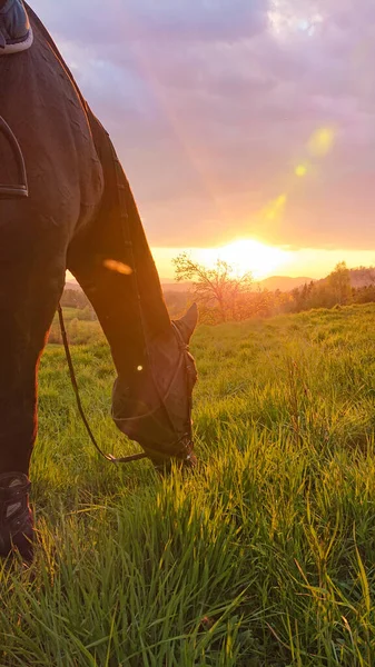 VERTICAL CLOSE UP: золоті літні вечірні сонячні промені світять на коні для дорослих . — стокове фото