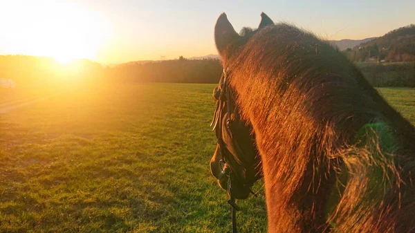 POV: Curious horse looks towards the sunset while exploring the countryside — Stock Photo, Image