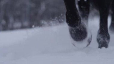 Atın toynakları karları tekmeliyor, kırsal bölgeyi kaplıyor..