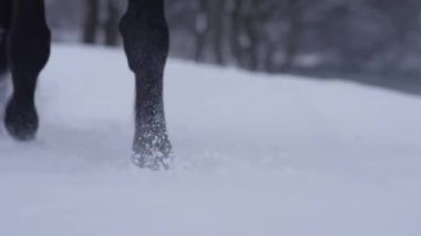 Aralık ayında genç safkan kısrak derin karda yürür..