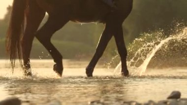 Güneşli bir yaz akşamında bir nehrin kıyısında bir atın bacaklarının görüntüsü..