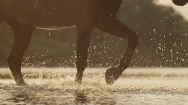 Kahverengi aygır, güneş doğarken ferahlatıcı dereyi geçer..