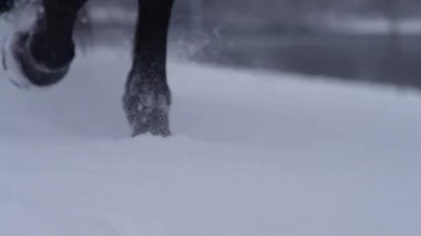 Karlı bir çayırda yürürken atın toynaklarının detaylı görüntüsü..