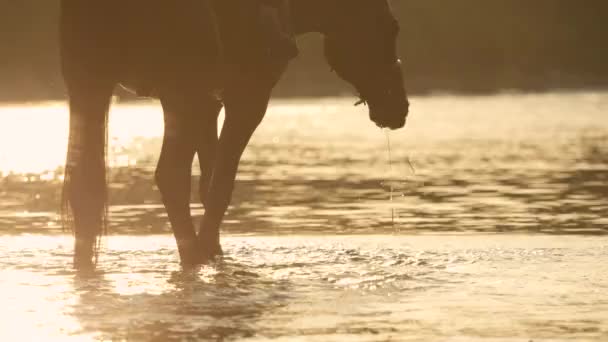 CERRAR: Caballo de pelo oscuro camina a través del río poco profundo al atardecer dorado. — Vídeo de stock