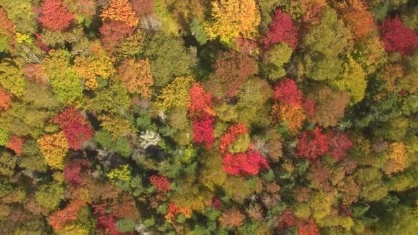 AERIAL: Endlose fallende Laubwälder bedecken die Wildnis von Maine. — Stockvideo