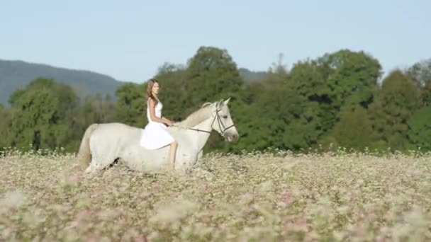 Lassú mozgás: fehér lány lóháton lovaglás egy virágzó hajdina mező. — Stock videók
