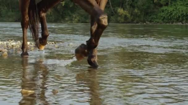 ÁNGULO BAJO, DOF: Semental marrón muscular camina a lo largo de la costa rocosa del río. — Vídeo de stock