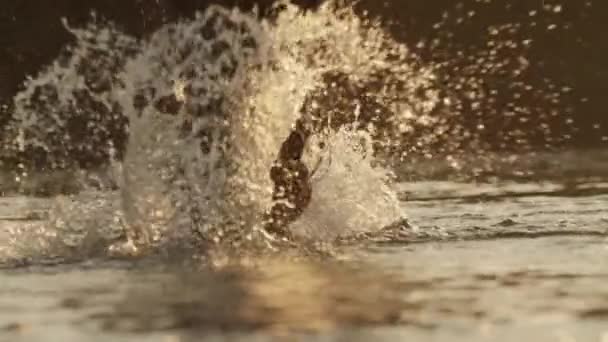 ЛИНЫ: Золотые вечерние самы сияют на мокрой лошади, выходящей из реки. — стоковое видео