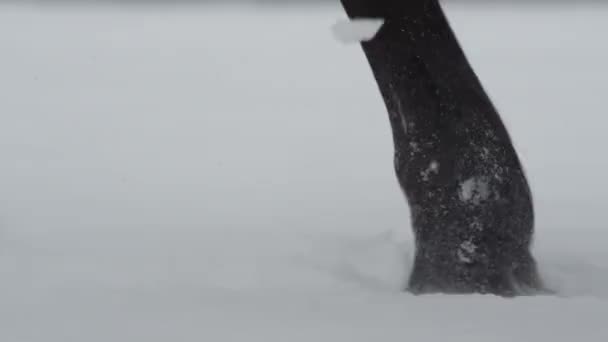 Nogi czystej krwi stąpające po świeżym śniegu pokrywającym okolicę — Wideo stockowe
