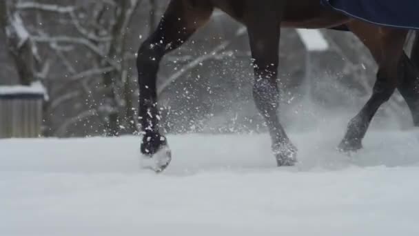 FERMER : Personne méconnaissable chevauchant un cheval trotte à travers une prairie enneigée. — Video