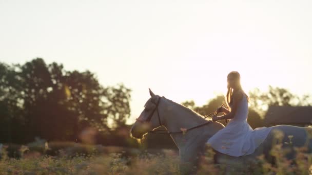 LENS FLARE: gondtalan lány fehér sundress lovagol a kanca csupasz napsütéses este — Stock videók