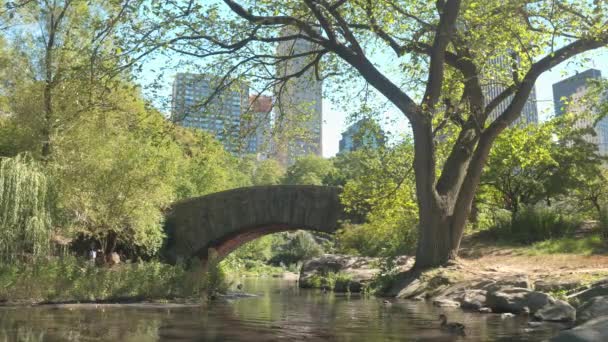 Touriste traverser un ruisseau tout en explorant un parc pittoresque dans le centre de New York. — Video