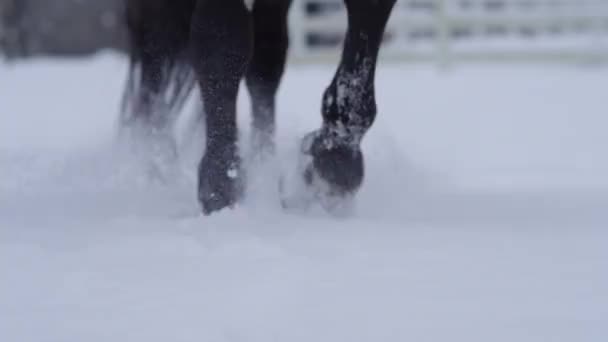 Ближе друг к другу, копыта лошади пинают снежинки свежего порошкового снега.. — стоковое видео