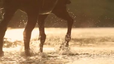 CLOSE UP: Horse stirs up and splashes the refreshing water while crossing river.