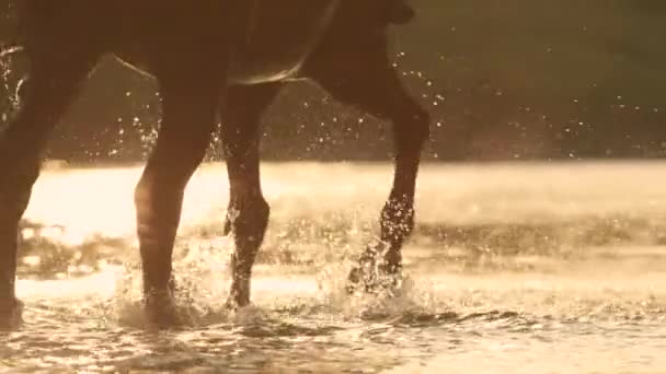 Sluiten omhoog: Paard roert en spat het verfrissende water tijdens het oversteken van de rivier. — Stockvideo