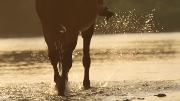CLOSE UP: Hästryttare leder hingsten in i den uppfriskande grunda bäcken. — Stockvideo