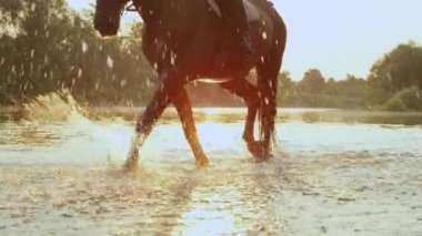 LENS FLARE: Majestic stallion walks along the glassy stream at golden sunset.