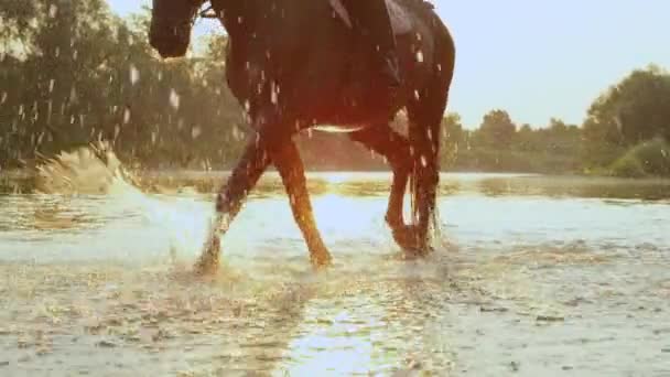 LENS FLARE: Majestic stallion walks along the glassy stream at golden sunset. — ストック動画