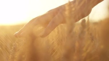 Erkek çiftçi güneşli bir yaz akşamında gelişen mahsullerine dokunuyor..