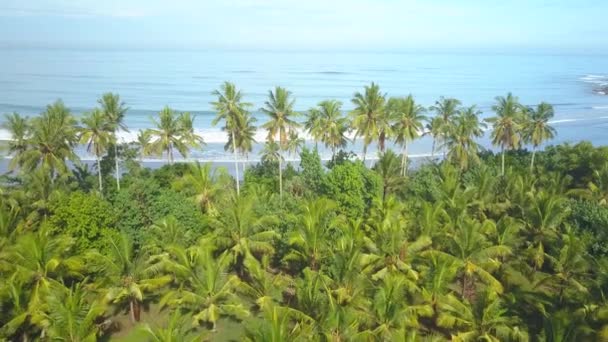 AERIAL: Latanie nad bujną dżunglą Bali i w kierunku niekończącego się spokojnego oceanu. — Wideo stockowe