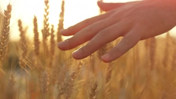 闭锁：在一个阳光明媚的夜晚，无忧无虑的男士们在田野里漫步，触动着黑麦. — 图库视频影像