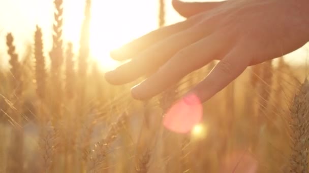 CLOSE UP: Filmaufnahme der Hand eines Mannes, der bei Sonnenaufgang den goldenen Weizen sanft berührt — Stockvideo