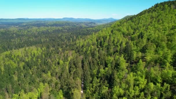 변경되지 않은 시골 풍경을 덮고 있는 거대 한 숲의 거대 한 무인기 장면 — 비디오