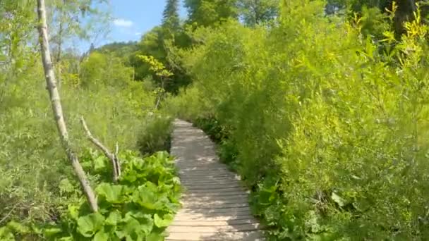 Jalan setapak kayu kosong menuju hutan hijau subur di taman Plitvice. — Stok Video