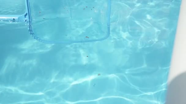 FERMER : L'écumoire de piscine en plastique nettoie les minuscules feuilles de l'eau vitreuse de la piscine. — Video