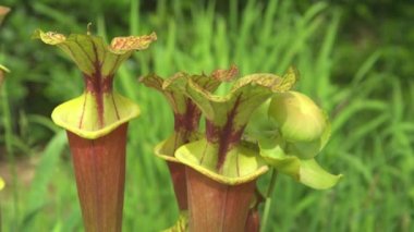 Sarracenia Flava çiçeklerinin çiçek açan bahçesine yakından bakın..