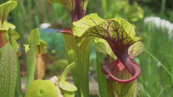 CLOSE UP: Detailaufnahme von gelben Kannenpflanzen, die in einem üppigen Garten blühen. — Stockvideo