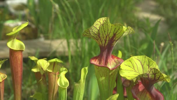 閉じる:暖かいノースカロライナ州の日差しの中でエキゾチックな肉食性の花が成長する. — ストック動画