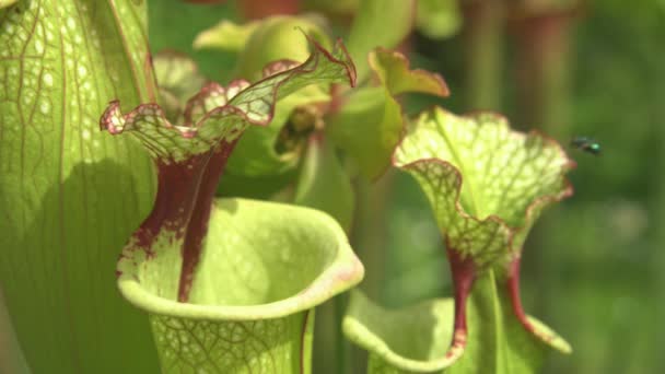 CLOSE UP, DOF : Une mouche verte brillante vole sur une pitcherplant carnivore tropicale. — Video