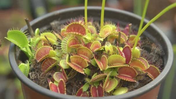 Bunga Dionaea muscipula karnivora tumbuh di dalam pot plastik kecil. — Stok Video