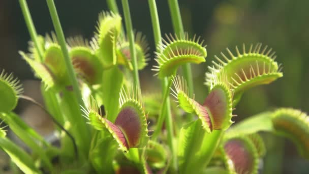 CERRAR: Venus flytrap intenta atrapar a su presa extendiendo sus trampas sensibles — Vídeos de Stock