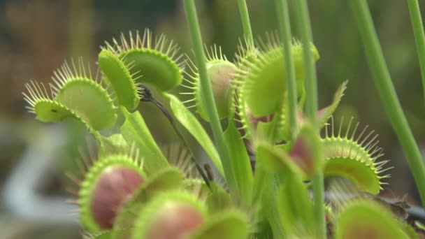 AFSLUITEN: Vleesetende Dionaea bloem rekt zijn vallen open voor insecten. — Stockvideo