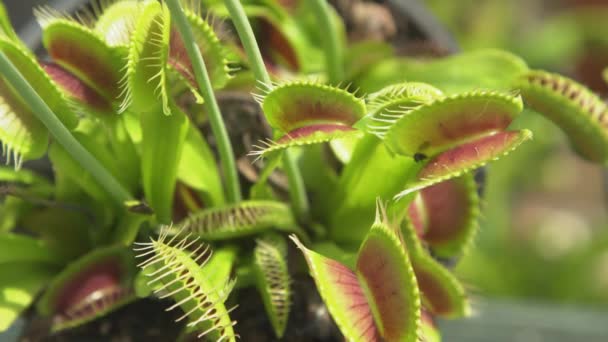 CERRAR, DOF: Vista detallada de una flor venus flytrap y sus trampas abriéndose — Vídeos de Stock