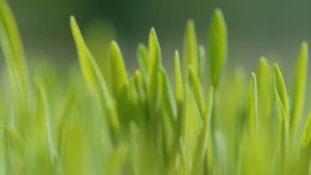 MACRO : Des tiges vertes luxuriantes d'herbe poussent dans un jardin fleuri le jour ensoleillé du printemps. — Video