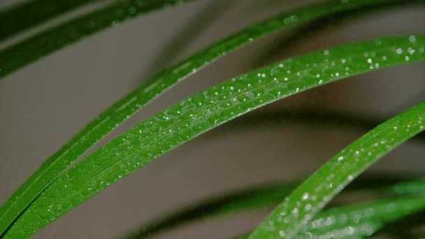 MACRO, DOF: Piccole goccioline d'acqua sono spruzzate su erba decorativa verde lussureggiante. — Video Stock