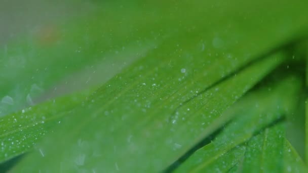 MACRO : Le système d'arrosage arrose les tiges en croissance de la citronnelle tropicale. — Video