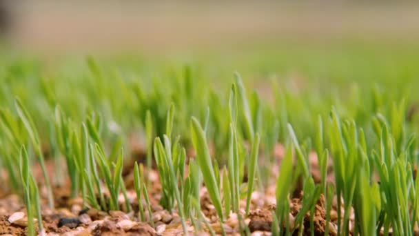Недавно посеянная трава начинает прорастать из плодородной сухой земли. — стоковое видео