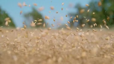 Slovenya 'nın kırsal kesimindeki kurak bir arazinin toprağına tohumlar konuyor..