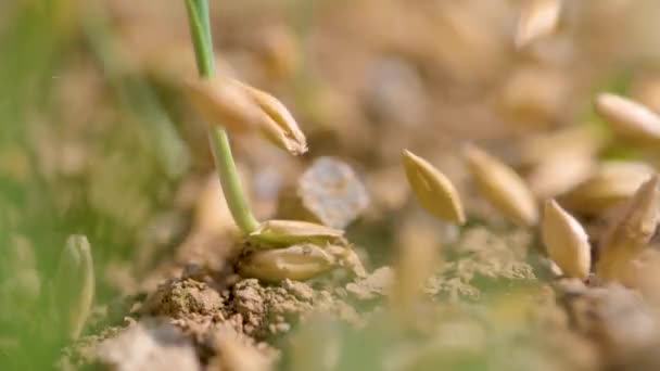 Семена падают рядом с семенем, растущим из плодородной почвы в солнечный день. — стоковое видео